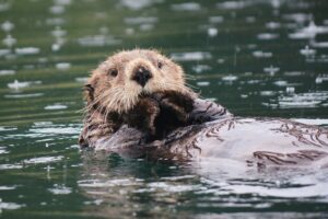 A sea otter floating on its back.